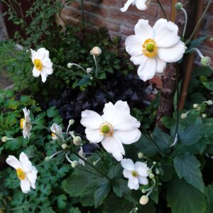 Anemonen in de achtertuin als inspiratie voor Zorg In De Tuin