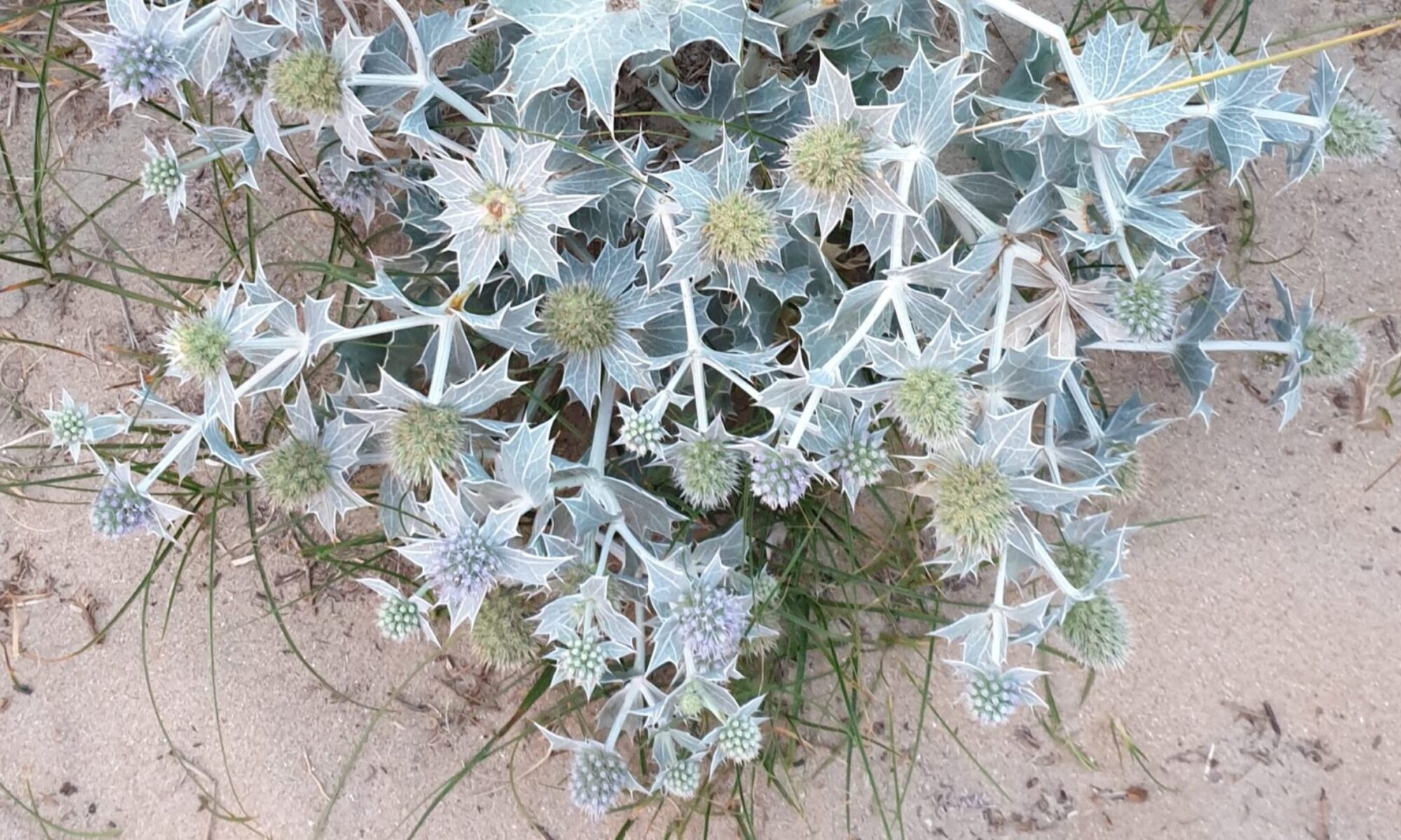 Zachte pasteltinten bij stekelige zeekool.